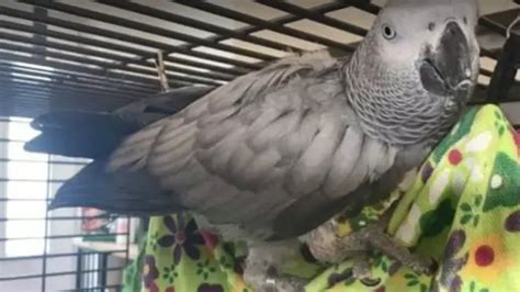 chanel african grey prison